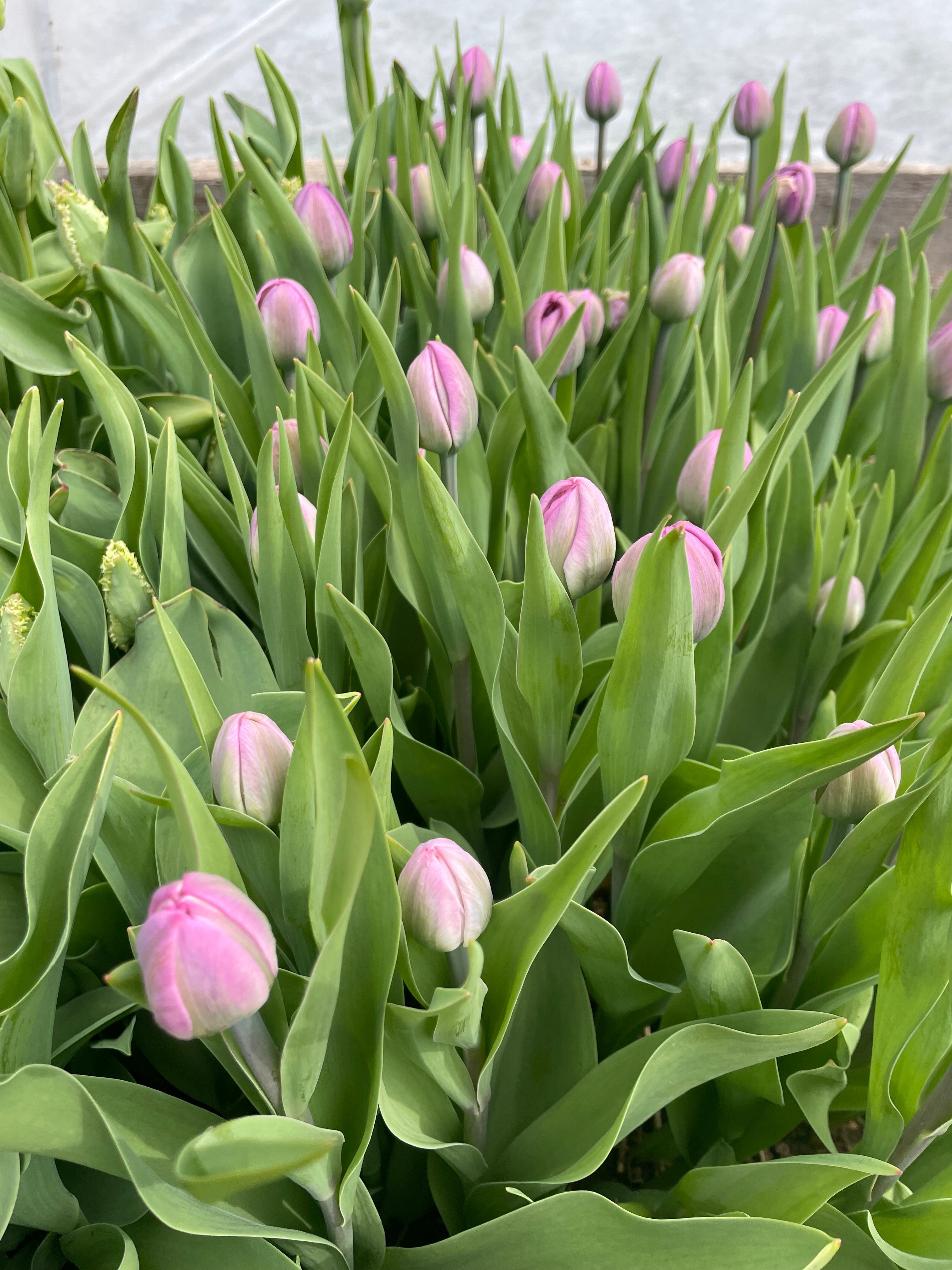 Getting into the Swing in May