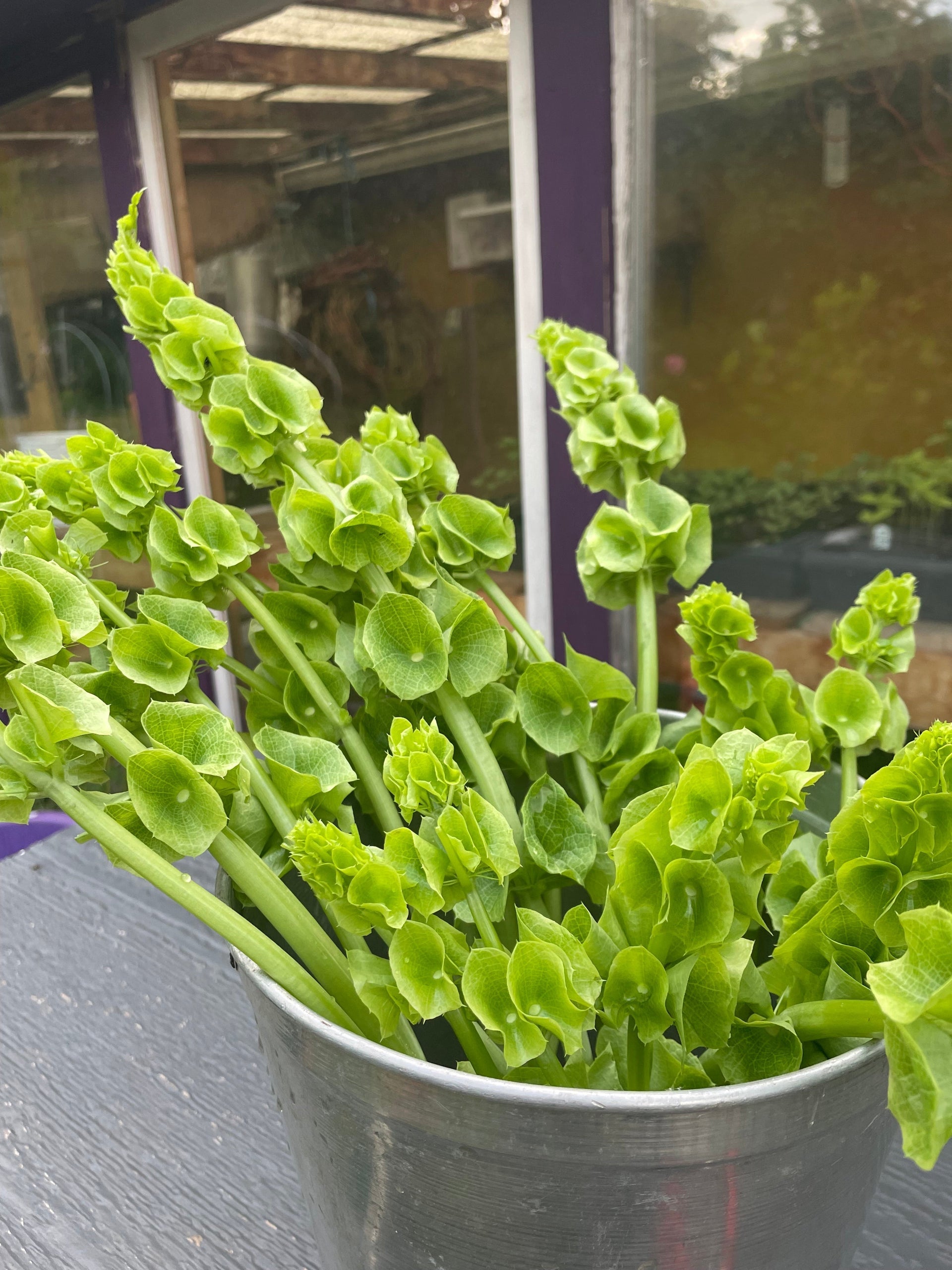 Plant Stories - Bells of Ireland – Taproot Landscaping