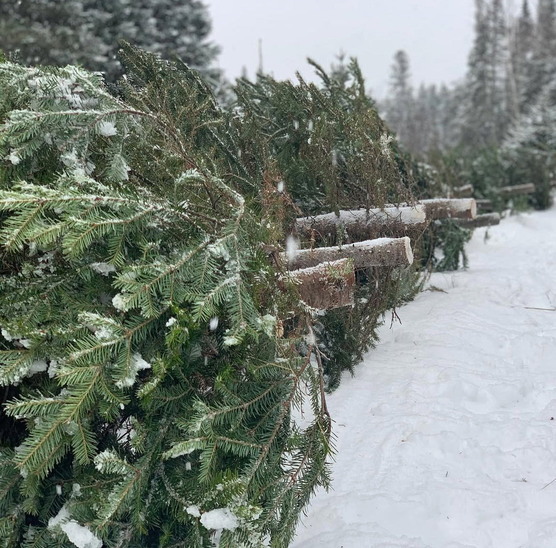 November in the Tree Fields