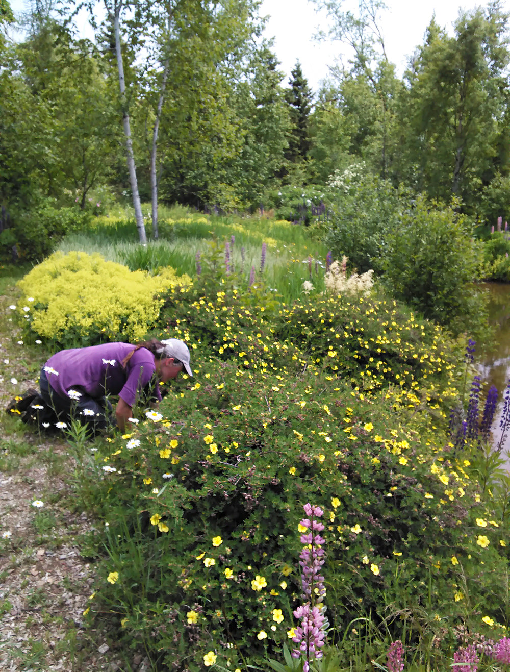 Taproot Landscaping